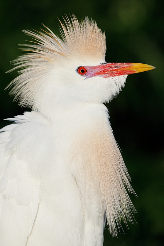Cattle-Egret-breeding-plumage-head-VERT-o-o-c-_W5A1023-Gatorland,-Kissimmee,-FL