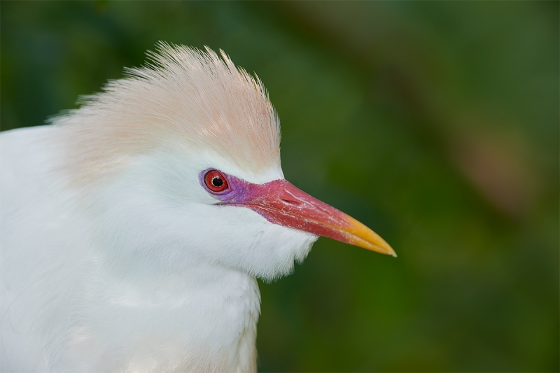 Cattle-Egret-breeding-plumage-head-portrait-_BUP6559--Gatorland-Kissimmee-FL-2