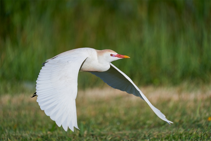 Cattle-Egret-breeding-plumage-taking-flight-downstroke-_A926016-Indian-Lake-Estates-FL-1