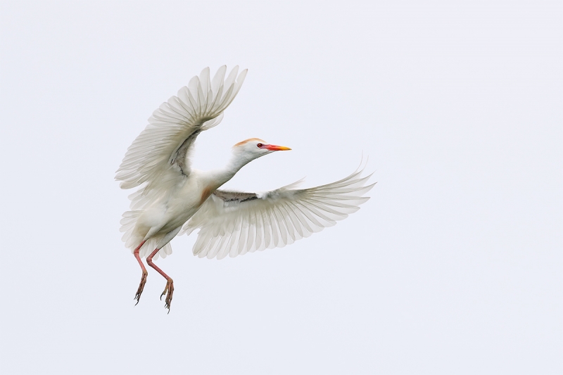 Cattle-Egret-coming-in-for-landing-_A0I1634-Gatorland,-Kissimmee,-FL