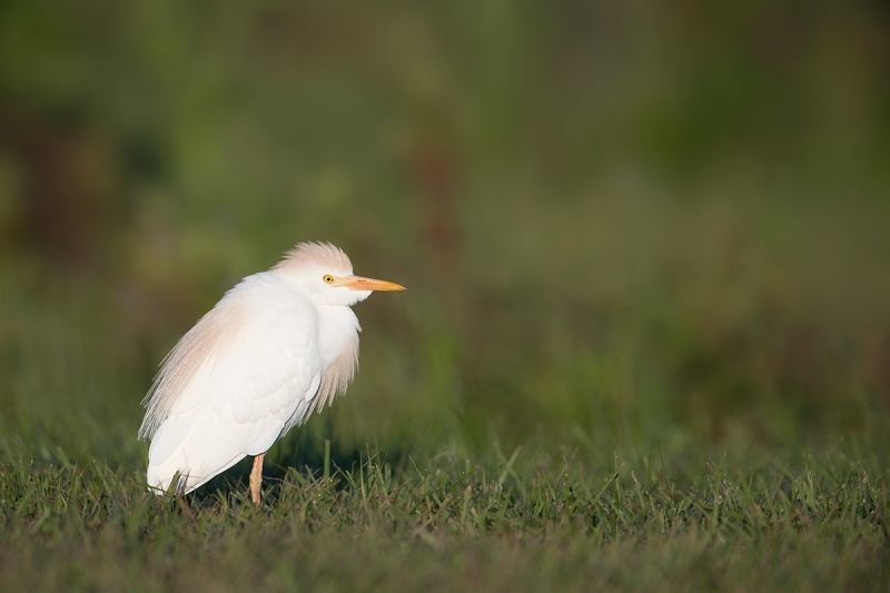 Cattle-Egret-early-morning-light-_DSC3135--Indian-Lake-Esates,-FL