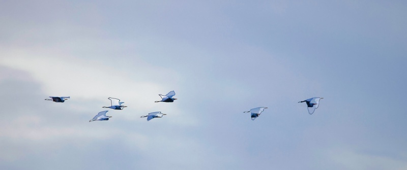 Cattle-Egret-flock-funky-flight-_Q5A0425-Indian-Lake-Estates-FL