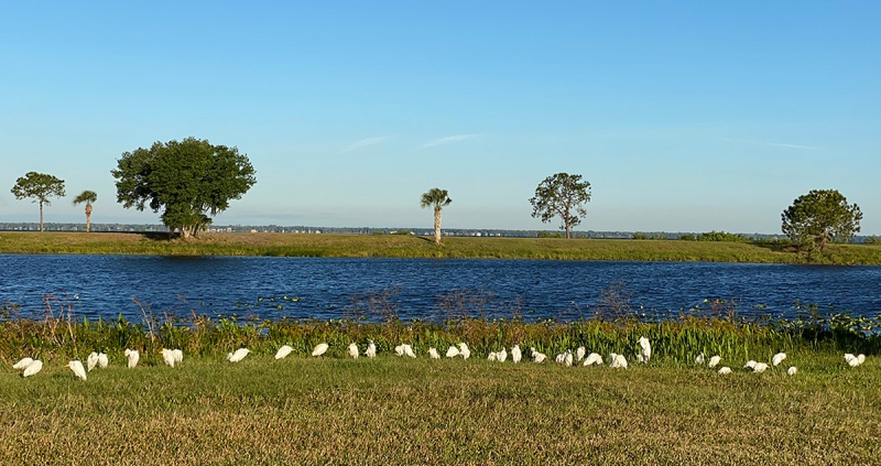 Cattle-Egret-flock