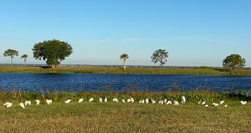 Cattle-Egret-flock