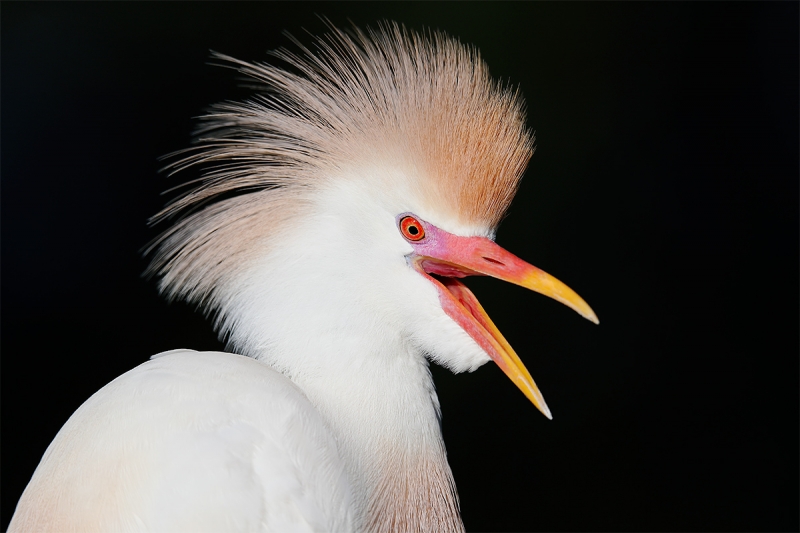 Cattle-Egret-in-breeding-plumage-squawking-_A0I0923-Gatorland,-Kissimmee,-FL