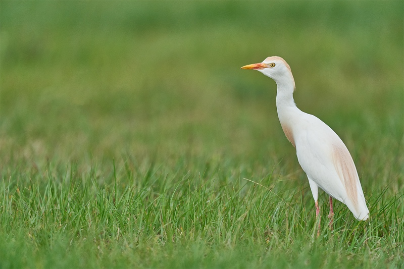 Cattle-Egret-in-grass-_A922574-Indian-Lake-Estates-FL-1