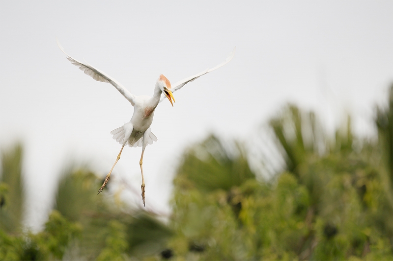 Cattle-Egret-landing-_A0I1631-Gatorland,-Kissimmee,-FL