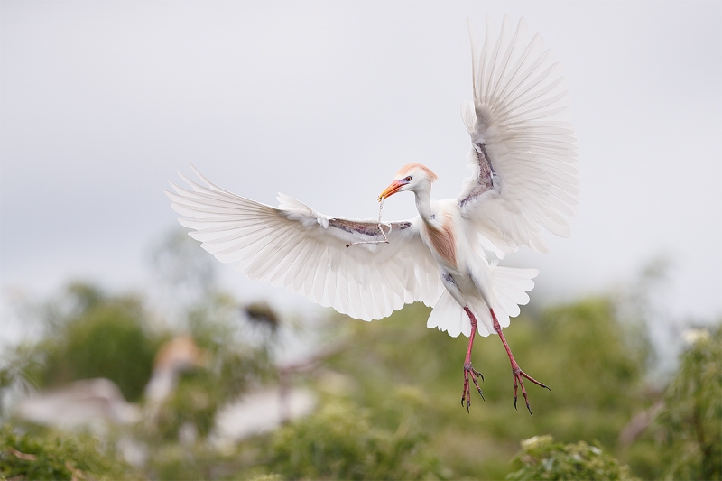 Cattle-Egret-landing-with-twig-for-nest-_A0I1813-Gatorland,-Kissimmee,-FL