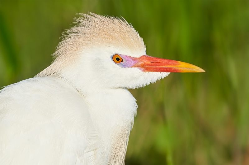 Cattle-Egret-molting-breeding-plumage-_7R42027-Indian-Lake-Estates-FL-1