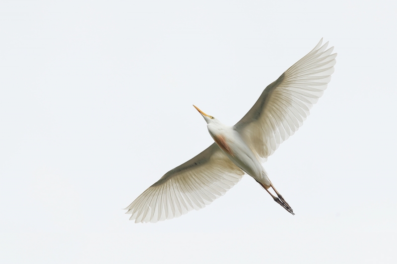 Cattle-Egret-non-breeding-flight-from-below-_A0I1731-Gatorland,-Kissimmee,-FL