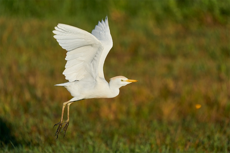 Cattle-Egret-non-breeding-taking-flight-wings-up-_A926037-Indian-Lake-Estates-FL-1