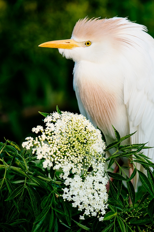 Cattle-Egret-post-breeding-with-bouquet-BKGR-darker--_DSC8400-Gatorland,-Kissimmee,-FL