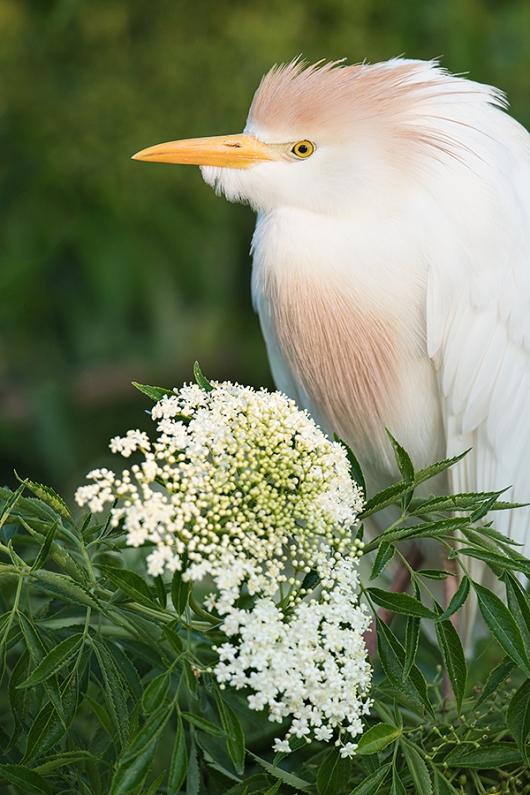 Cattle-Egret-post-breeding-with-bouquet-_DSC8400-Gatorland,-Kissimmee,-FL