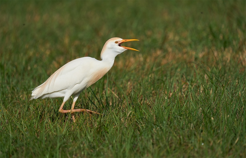 Cattle-Egret-swallowing-mayfly-_A923731-Indian-Lake-Estates-FL-1