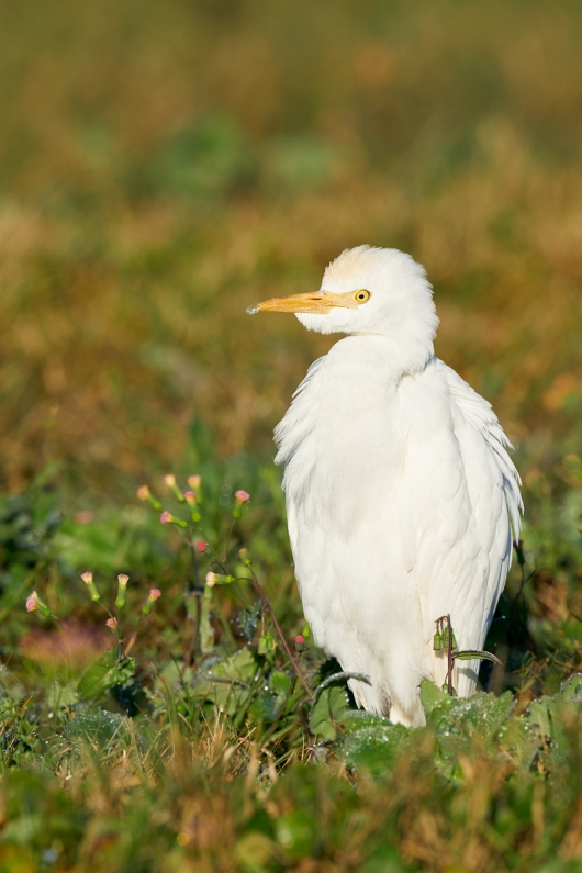 Cattle-Egret-tasselflower-_A9B5952-Indian-Lake-Estates-FL-1