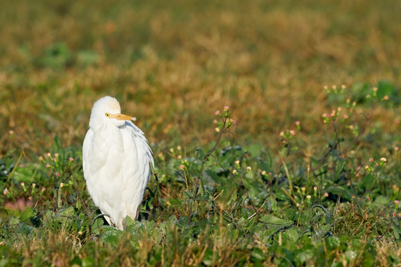 Cattle-Egret-tasselflowers-_A9B5960-Indian-Lake-Estates-FL-1