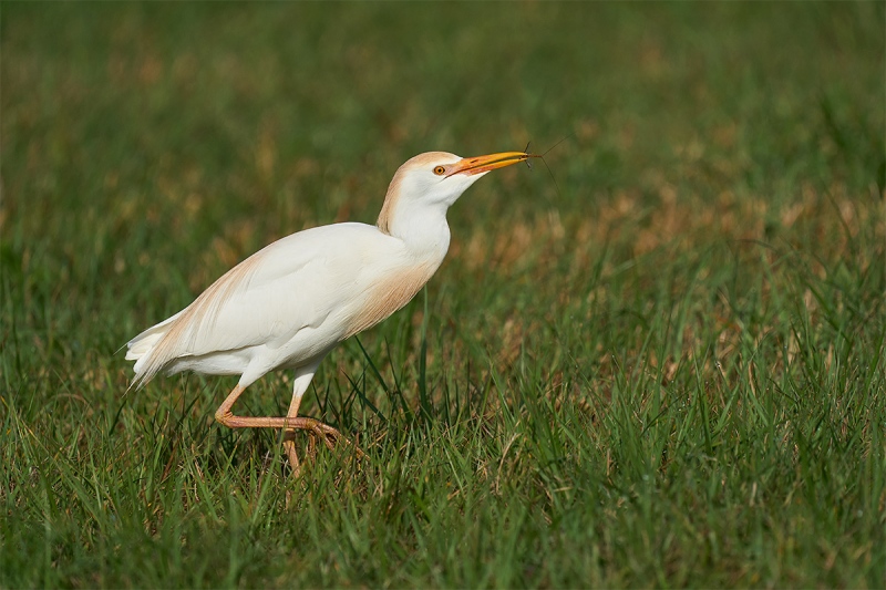 Cattle-Egret-with-mayfly-_A923730-Indian-Lake-Estates-FL-1