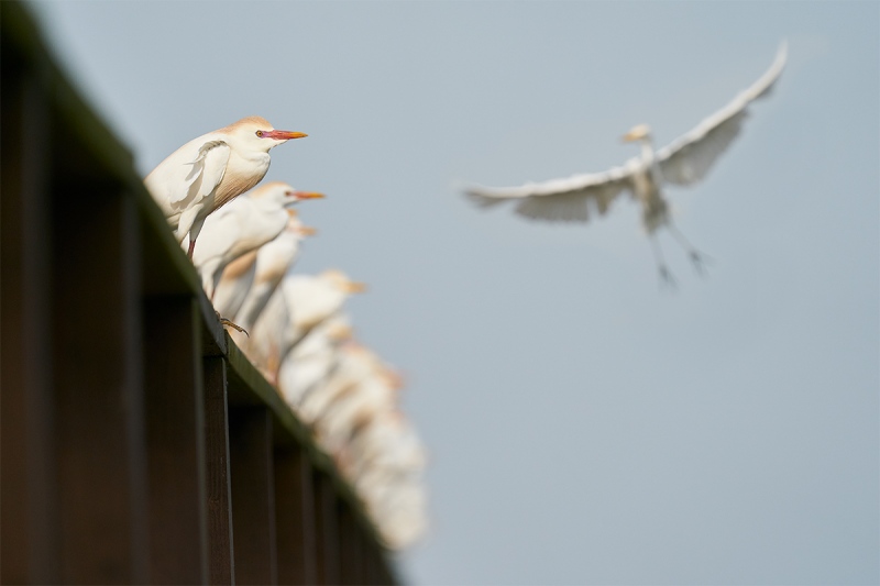 Cattle-Egrets-on-pier-railing-A-_A923575-Indian-Lake-Estates-FL-1