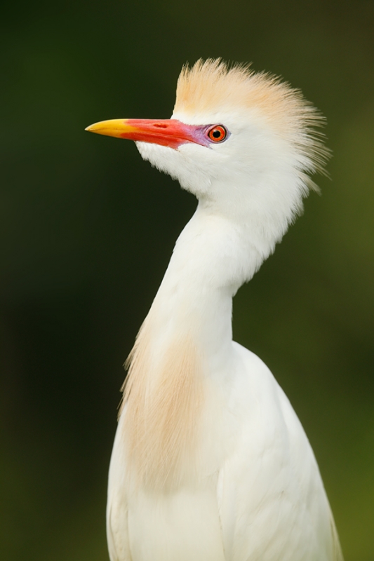 Cattle-egret-breeding-plumage-_W5A0400-Gatorland,-Kissimmee,-FL