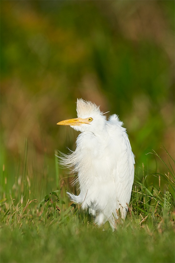 Cattlle-Egret-on-cold-morning-_7R41883-Indian-Lake-Estates-FL-1