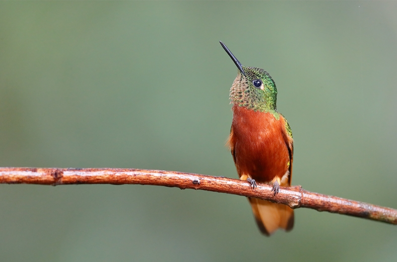 Chestnut-breasted-Coronet-displaying-_A0I2452-Pomacochas,-Peru