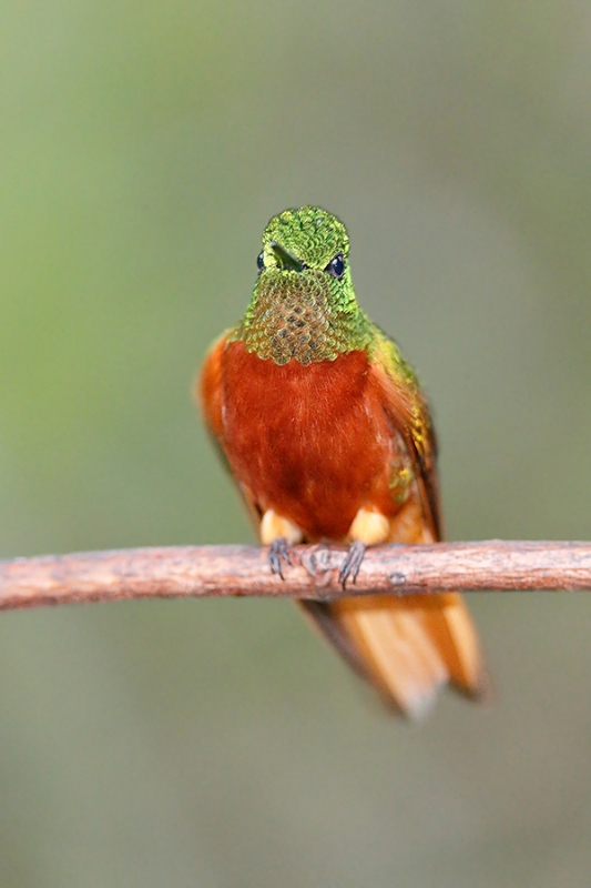 Chestnut=breasted-Coronet-_A0I1649-Pomacochas,-Peru