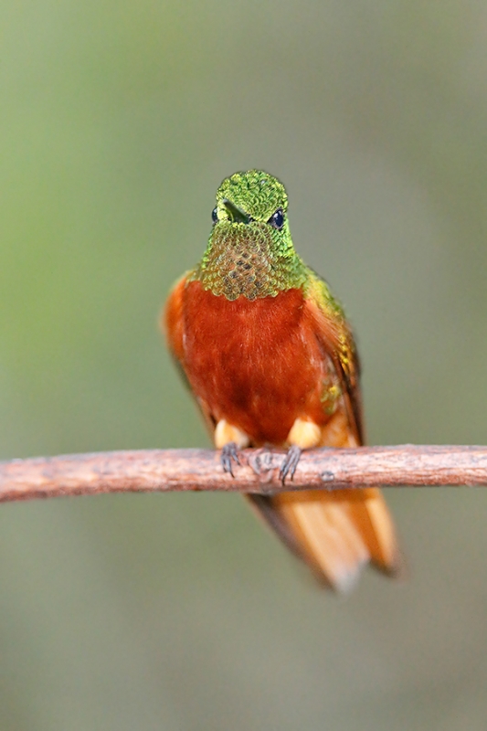 Chestnut=breasted-Coronet-_A0I1649-Pomacochas,-Peru