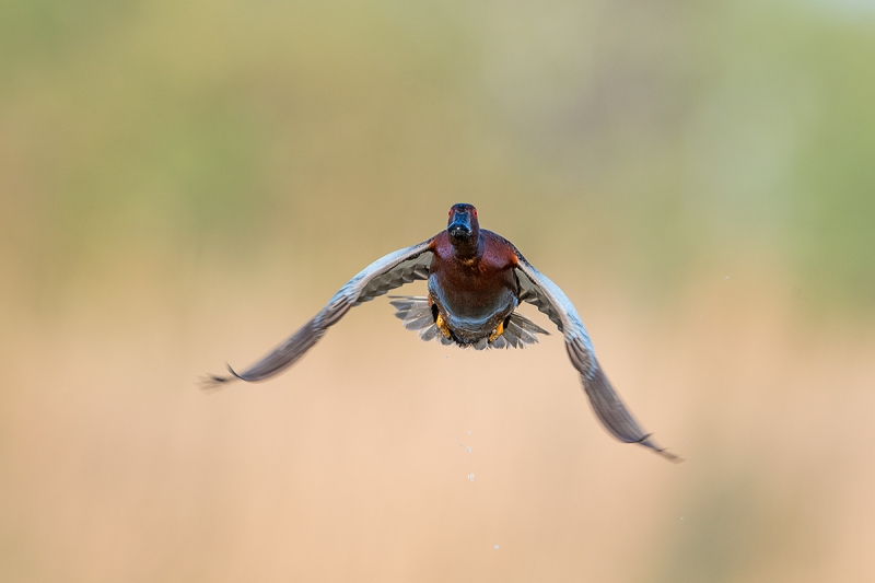 Cinnamon-Teal-DUST-SPOTTED-drake-right-at-you-in-flight-_DSC5244--Gilbert-Riparian-Preserve,-Phoenix,-AZ