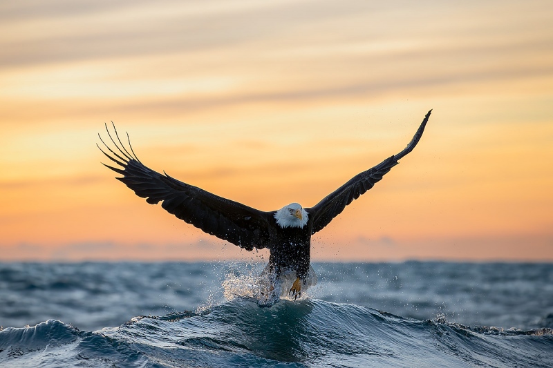 Clemens-Bald-eagle-cresting-wave-at-sunset_95I1193-Kachemak-Bay-Kenai-Peninsula-AK-USA