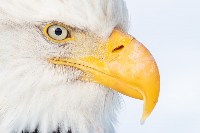 Clemens-Bald-eagle-eye-ball_A3I9462-Kachemak-Bay-Kenai-Peninsula-AK-USA