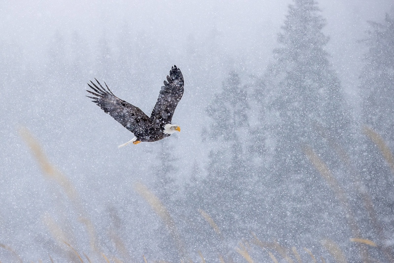 Clemens-Bald-eagle-flying-in-snow-storm_95I4911-Kachemak-Bay-Kenai-Peninsula-AK-USA