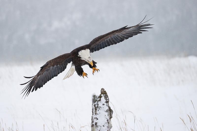 Clemens-Bald-eagle-landing-on-perch_95I1748-Kachemak-Bay-Kenai-Peninsula-AK-USA