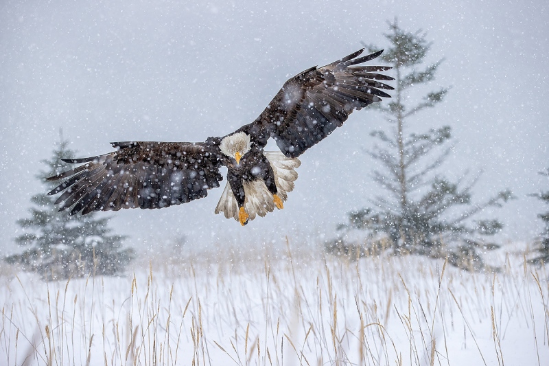 Clemens-Bald-eagle-with-pines-landing-in-the-snow_95I5002-Kachemak-Bay-Kenai-Peninsula-AK-USA