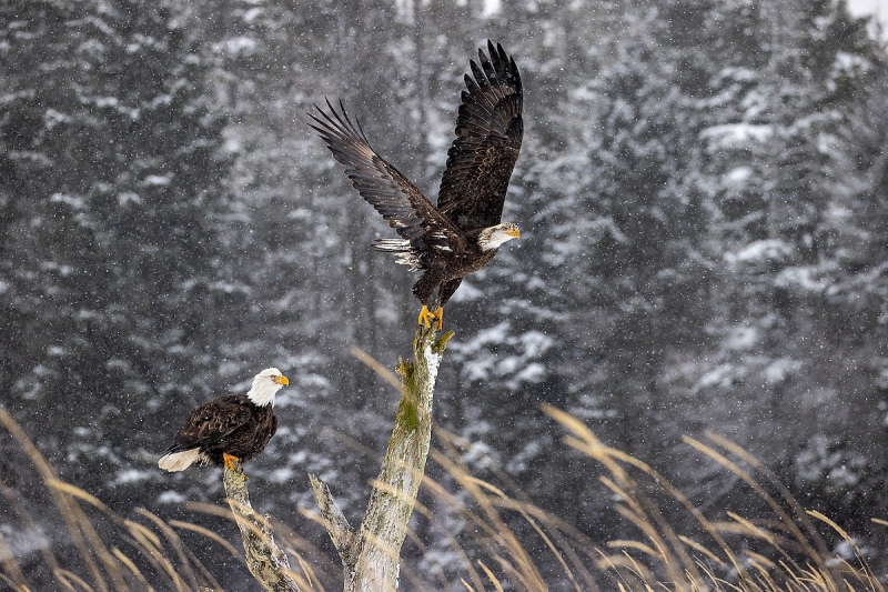 Clemens-TWO-Eagles-Feb-21_95I1101-Kachemak-Bay-Kenai-Peninsula-AK-USA