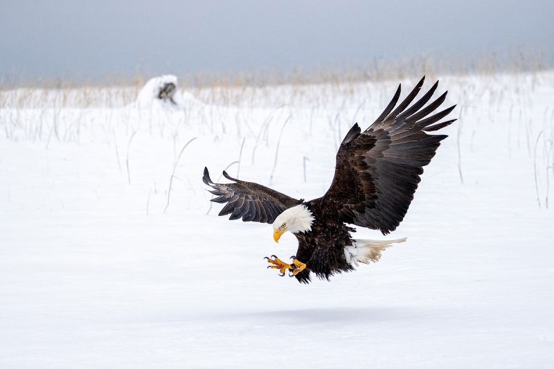 Clemens-eagle-in-snow-claws-forward_95I3844-Kachemak-Bay-Kenai-Peninsula-AK-USA