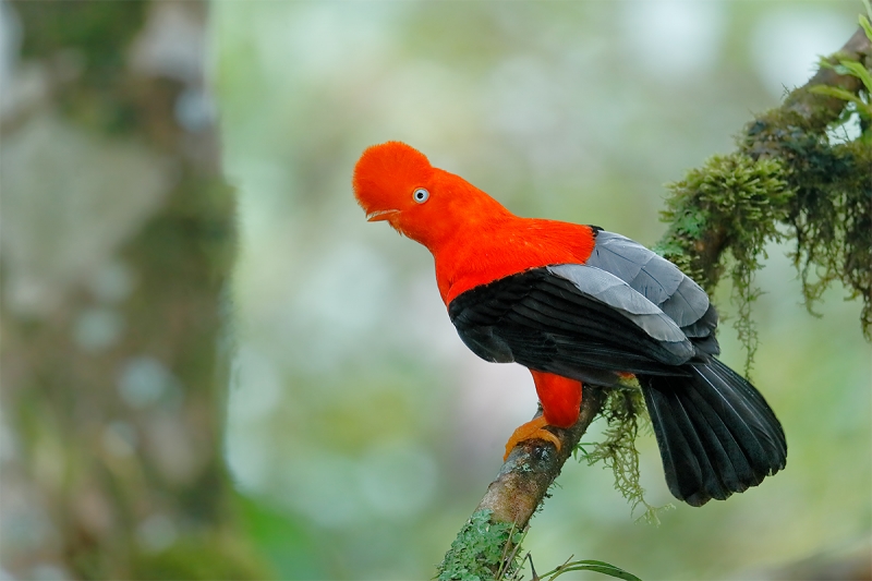 Cock-of-the-Rock-male-and-tree-_A0I8290-REDO-Manu-National-Park,-Peru