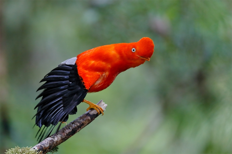 Cock--of-the-rock-male-_A0I8355-Manu-National-Park,-Peru