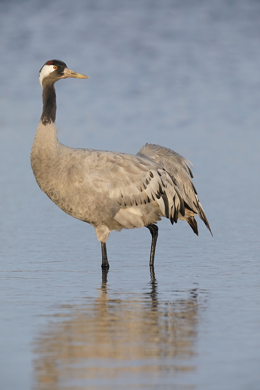 Common-Crane-_W5A7447-Kuusamo,-Finland