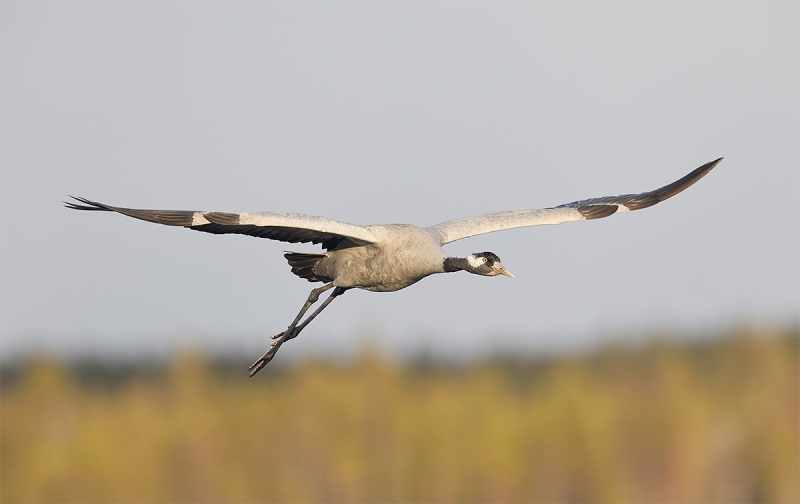 Common-Crane-in-flight-_W5A7415-Kuusamo,-Finland