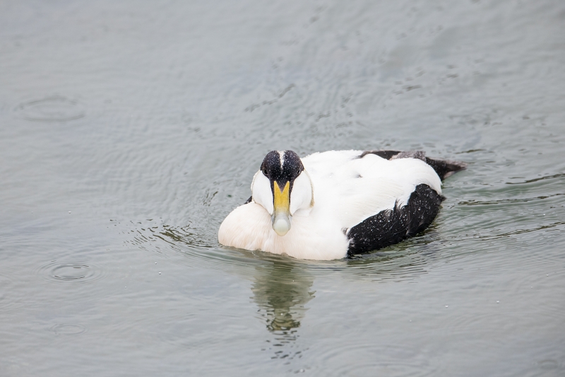 Common Eider drake in rain _MAI4058  Norway