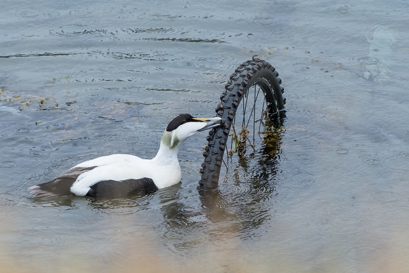 Common-Eider-eating-snails