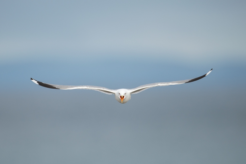 Common-Gull-incoming-screaming-_MAI3524-Vadso,-Norway