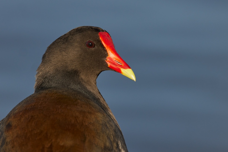 Common-Moorhen-look-back-head-portrait-_Q5A0253-Lakeland-FL-1