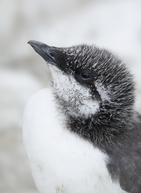 Common-Murre-chick-_W5A4463-islands-off-Seahouses,-UK
