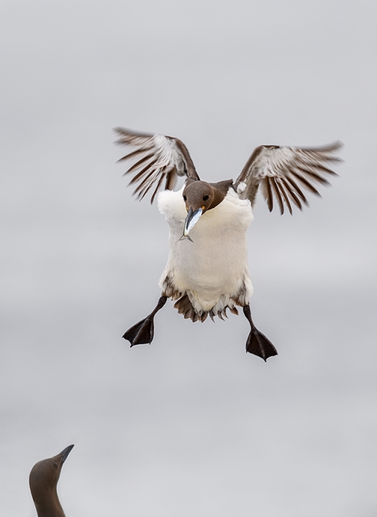 Common-Murre-landing-with-fish-_DSC4037islands-off-Seahouses,-UK