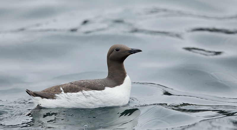 Common-Murre-swimming-_W5A2471-islands-off-Seahouses,-UK