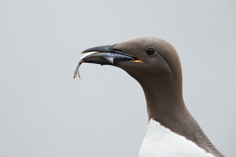 Common-Murre-with-baitfish-_W5A2905-islands-off-Seahouses,-UK
