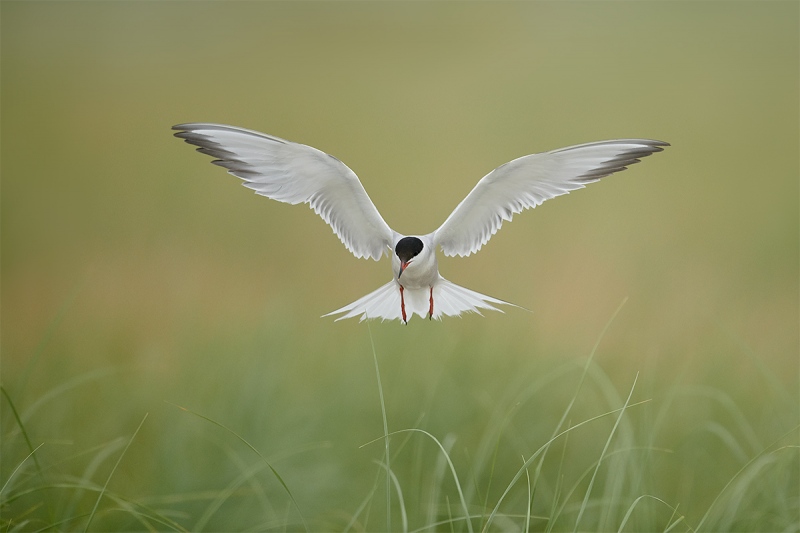 Common-Tern-braking-to-land-at-nest-_BUP9833-Nickerson-Beach-Park-Lido-Beach-Long-Island-MY-1