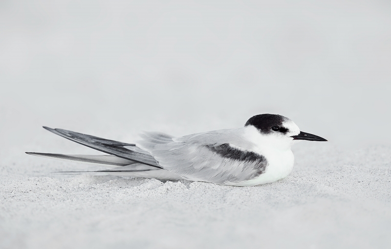 Common-Tern-winter-plumage-_W5A7594-Fort-DeSoto-Park,-FL