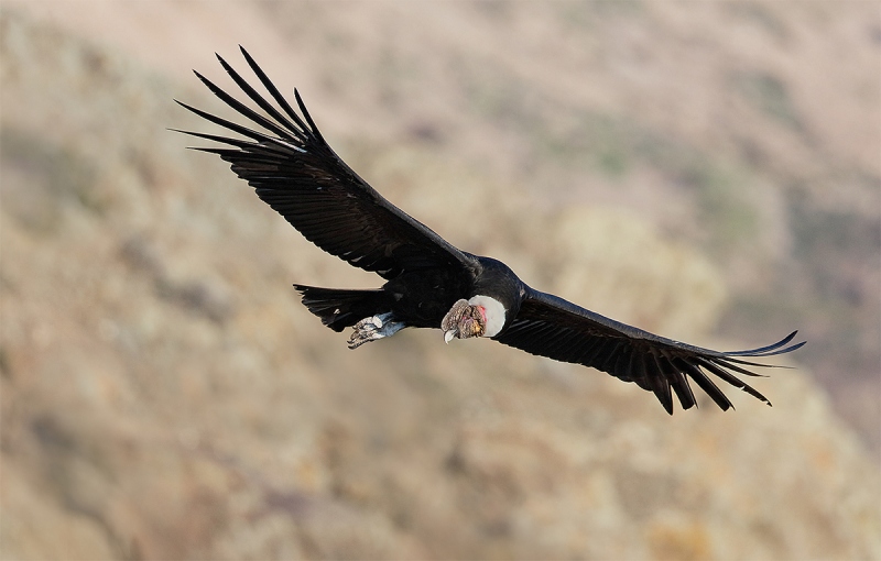 Condor-looking-down-_A1C8868-Farellones-los-Andes-Chile